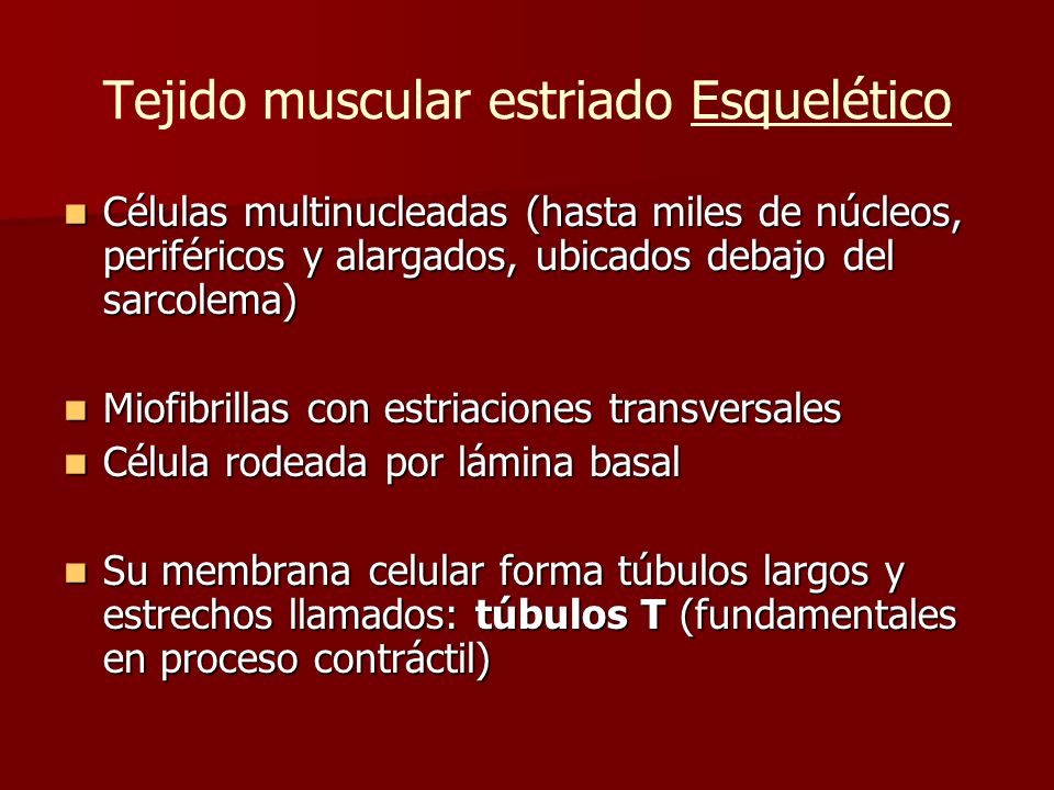estructura y funcion del tejido muscular estriado